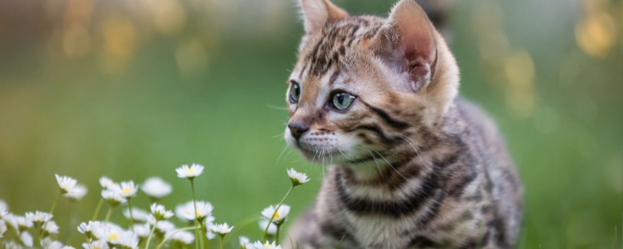 Happy international cat day